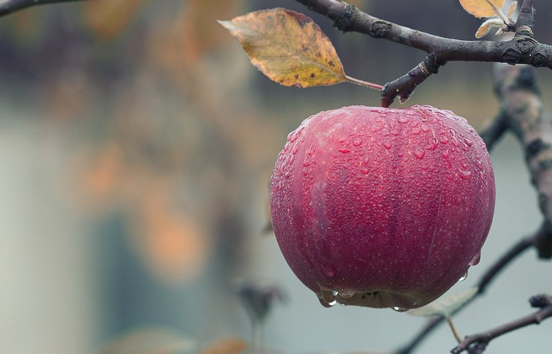 Apples and Cinnamon